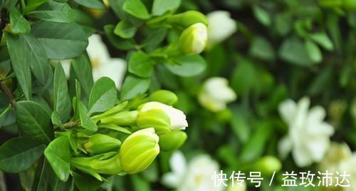 营养物质|人到中年想长寿,以下食物要多吃,清热解毒,凉血止血,早吃早好