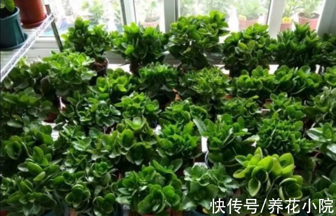 11月长寿花开始孕蕾，及时做4件事，让枝头花苞长更稠密