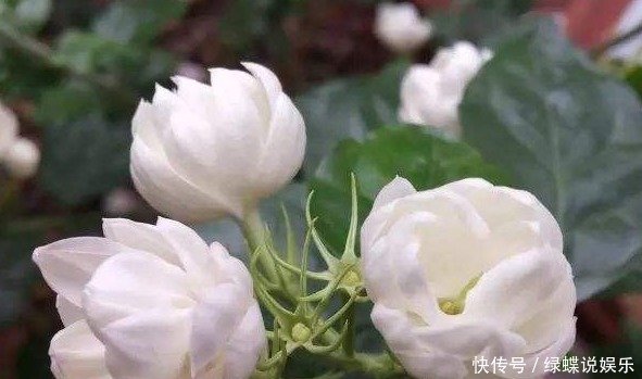  新手|新手养花，掌握3个要领，次次开花“爆盆”，一开就三个月！