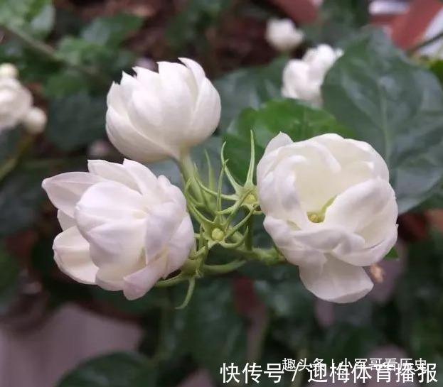 爱情之花|此花花瓣娇小，颜色如玉，白的像雪，透露着清纯之美，是爱情之花