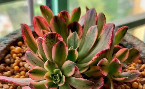 长势|多肉法师别光养黑法师,试试甜茶多肉,长势旺出锦美,后悔晚知道