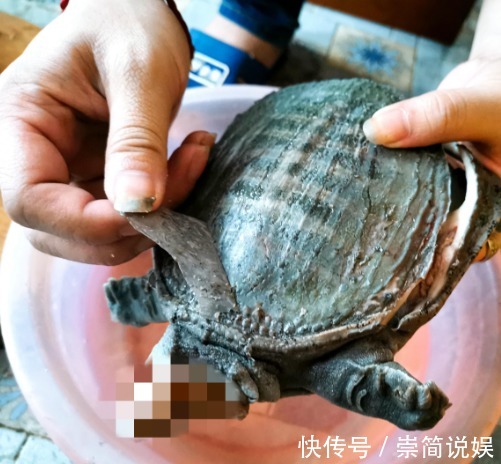 下饭|甲鱼怎么杀具体怎么做才好吃牢记“3招”，甲鱼香浓又下饭