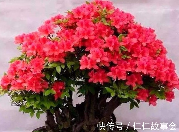 都说杜鹃花难养,4个养护妙招,不掉一片叶,花开满枝又旺盛