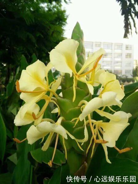 湿润|6种佛教圣花,个个都是吉祥花,家里养一盆,养心又养身