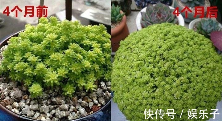 多头多肉|多肉爆盆的4种方法,简单还有效,轻松一盆变多盆!