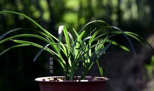 盆期|什么叫兰花服盆？兰友：这么说就明白了