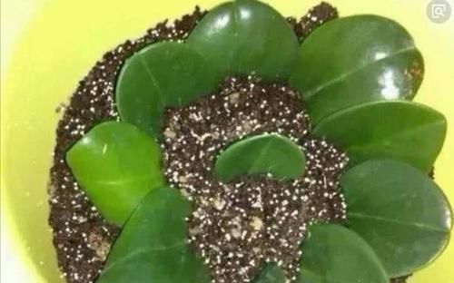 金钱树|家里养4种花,只用叶子就能插活,方法也简单