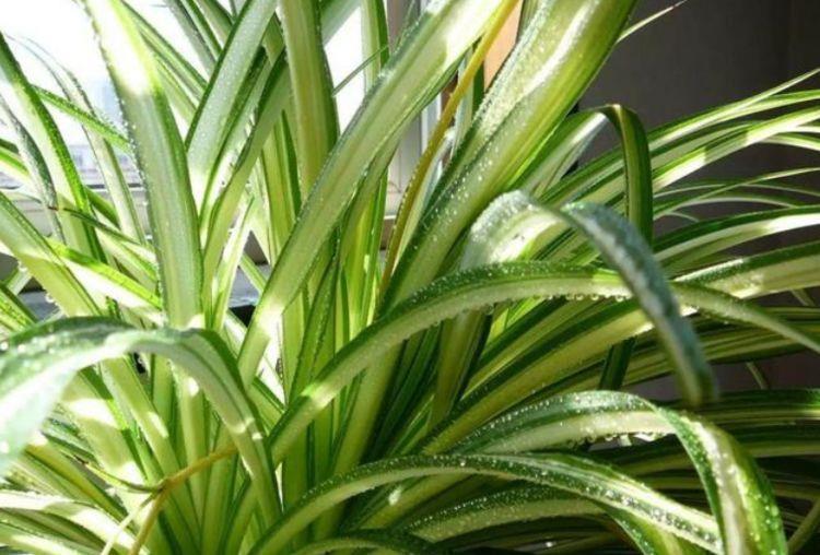 财运|家里就养4种花,耐旱耐晒,财运福运滚滚来,幸福满满,家中必备