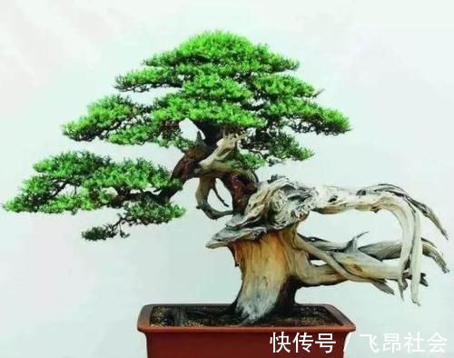 材料|树桩盆景成活以后，树桩材料如何加快苍老速度？有哪些操作要领？