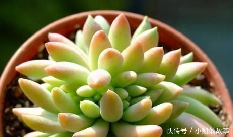 养多肉千佛手，记住4点，一棵长成一大盆，养成垂吊状，漂亮！