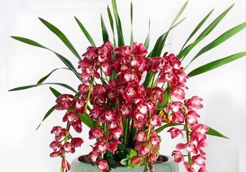 兰花|蝴蝶兰和兰花养护方法有差别，了解这三点，养哪一种也不难