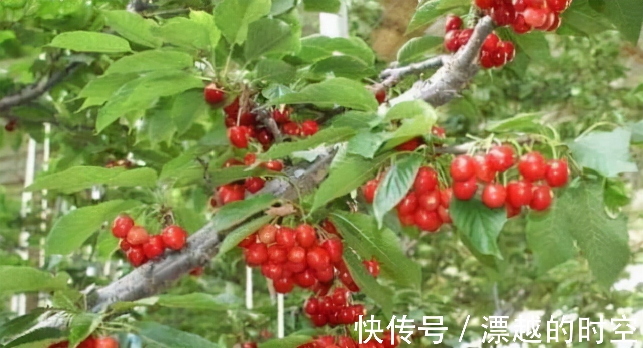 杨梅|对身体很好的三种食物,坚持天天吃一些,滋补身体,好吃又不贵