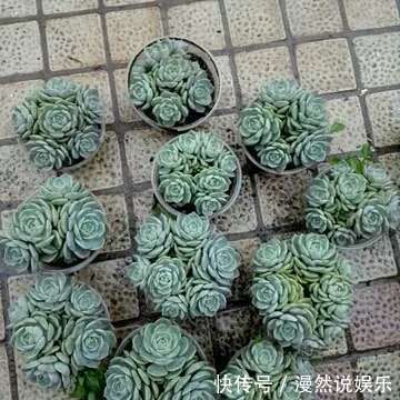 办公室种多肉从没活过，种上如下几种分分钟爆盆，懒人大爱