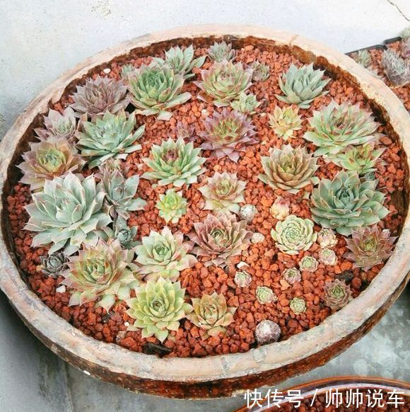 外出1个月没人管,回家发现多肉反而爆了盆,太强悍!