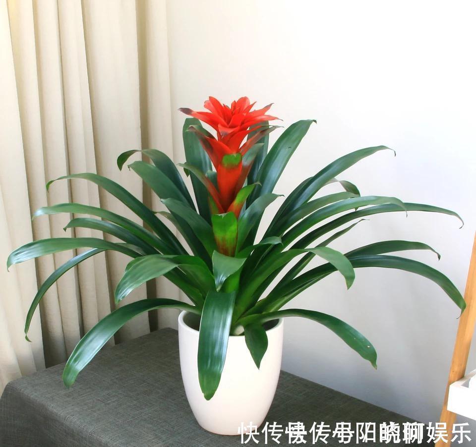 6种漂亮花,都有“好寓意”,喜欢的话养一盆,吉祥又大气