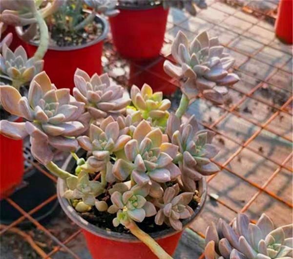 12种值得珍藏的多肉,越老越美丽,养成老桩才值钱