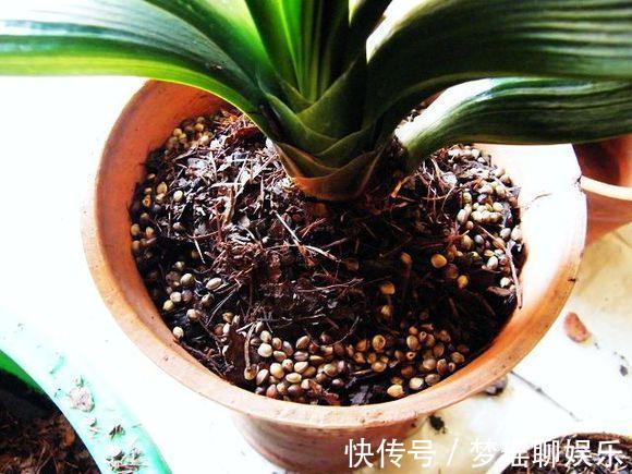 路边“捡”3种废弃物,开水烫一烫,养绿萝君子兰“根粗叶绿”