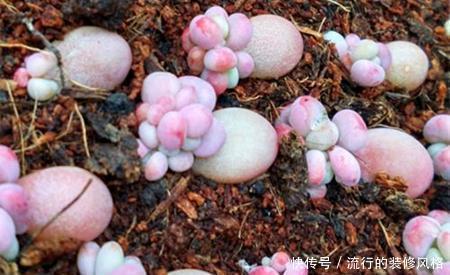 养分|单头多肉如何变多头?最简单的打开方式,新手也会!