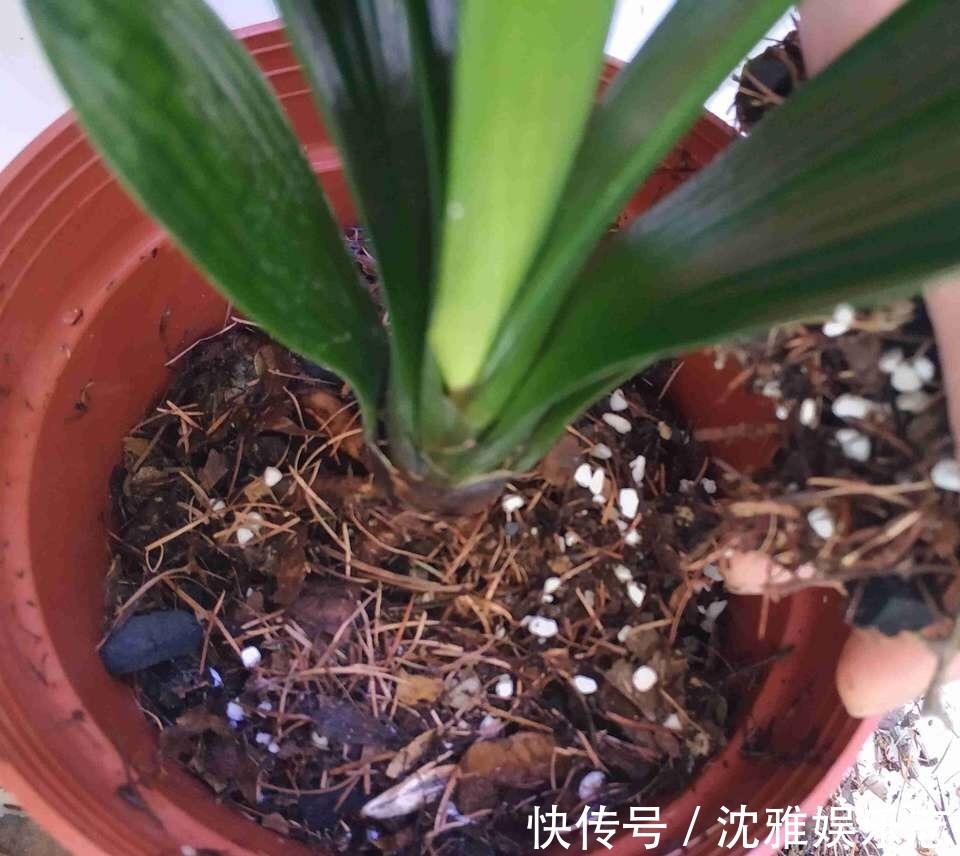 盆栽|养君子兰几年，不长叶、不开花！趁着秋天“做3点”，新叶咕噜冒