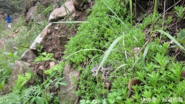 鼠牙|它是如此的珍贵,若长在你家路旁,赶紧移栽家中,小心被别人挖走