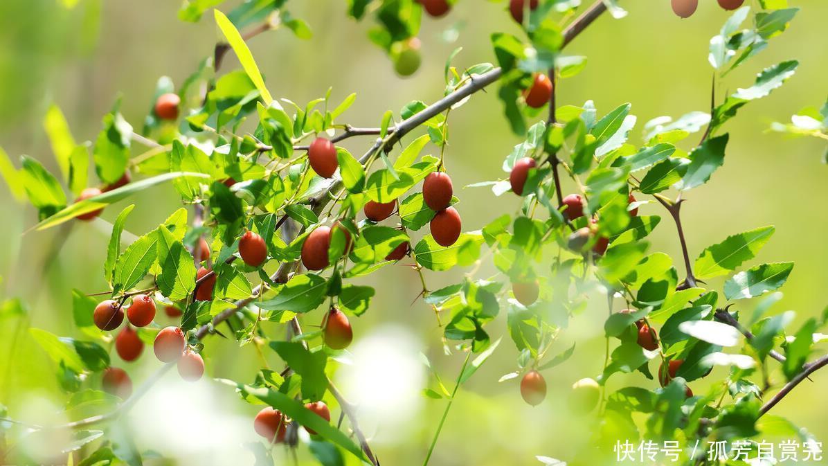 支招|经常失眠怎么办专家为你支招1种子泡水喝,一觉睡到自然醒