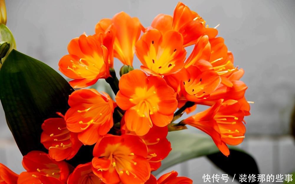 君子兰养护有妙招，盆里加上这些东西，开花很容易