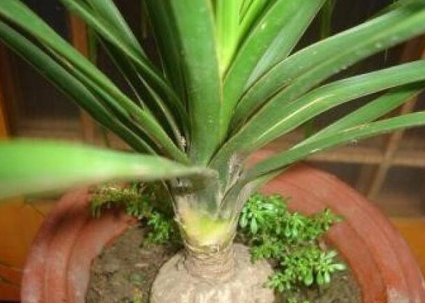 初冬逛花市,遇到3种花随便买,懒人都能养爆盆,过冬很简单