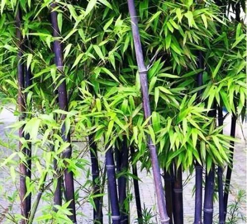 排水|古代的“大户人家”都喜欢养这10种植物，家里养几盆，富贵吉祥旺家宅，你家养了吗