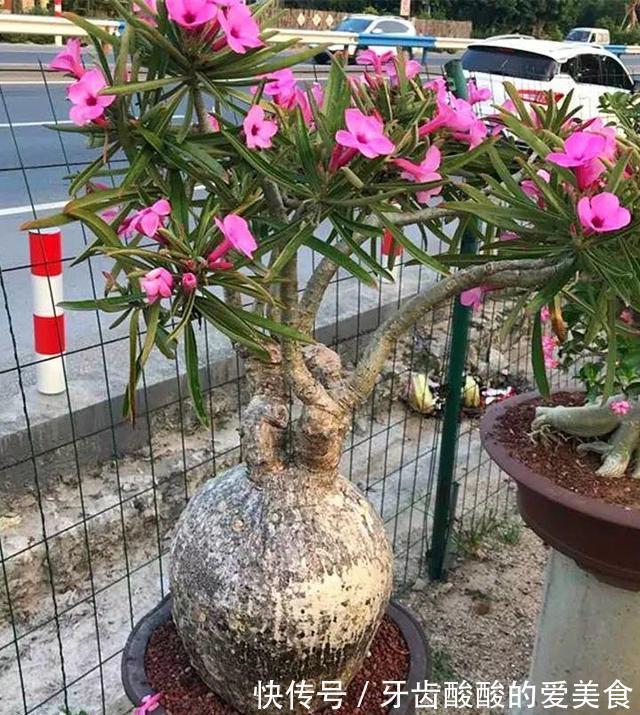 老桩|五种“大老桩”却要小盆养,用对盆,少管多晒更利于生长