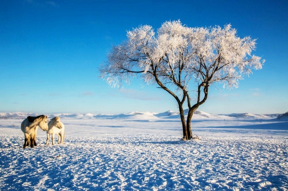 冬日的乌兰布统尽享魅力的雪国风光|推荐 |冬日的乌兰布统尽享魅力的雪国风光\＂,\＂i12\＂:\＂推荐