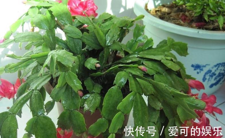 霜降后，4种花浇水是关键，学会此样做，叶片绿开花旺