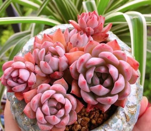 这些多肉不适合叶插，难生根难发芽，新手更是养一盆死一盆