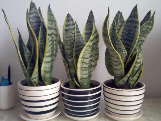 家中养虎皮兰，这样浇水才正确，叶片不黄不烂根，蹭蹭爆芽一大圈