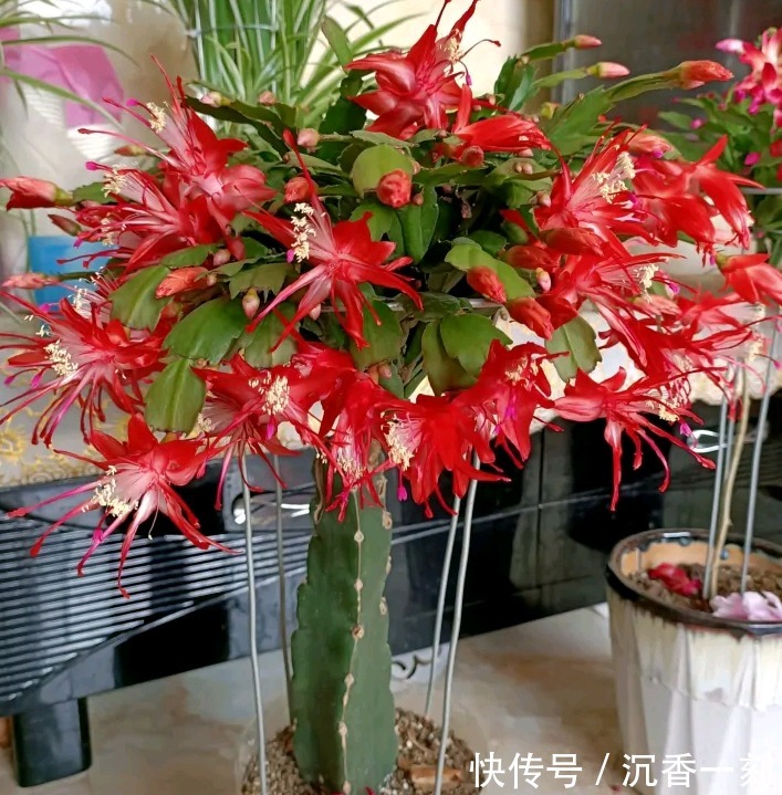 蟹爪兰|真假蟹爪兰,十有八九会认错,“嫁给”仙人掌后,统统开成花大树