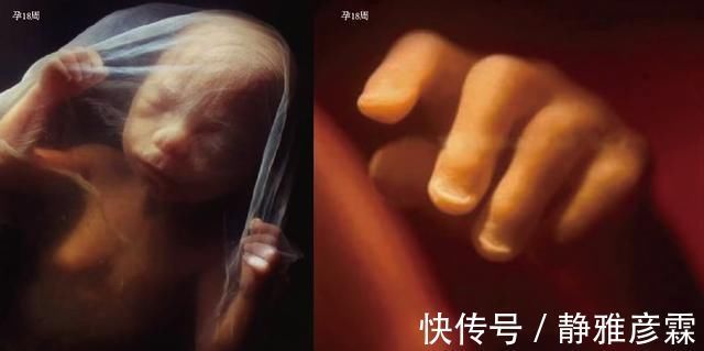 精子|胎儿是如何形成的10张图带你直观了解,看看生命有多神奇