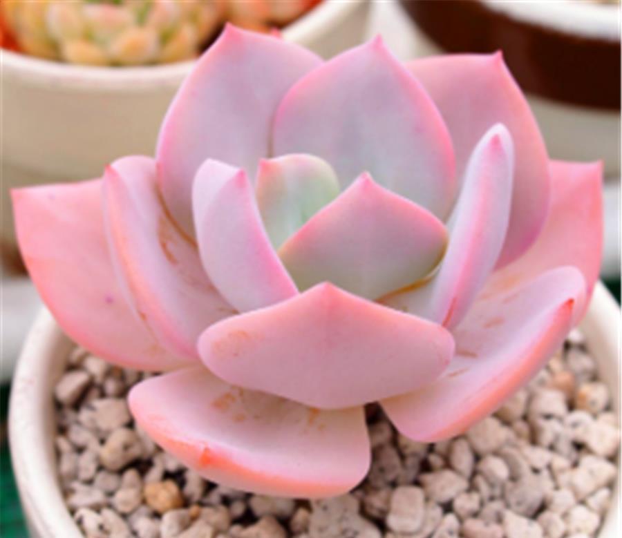 6种适合养在家里的普货之王,造型独特颜色绚丽,养成老桩颜值高