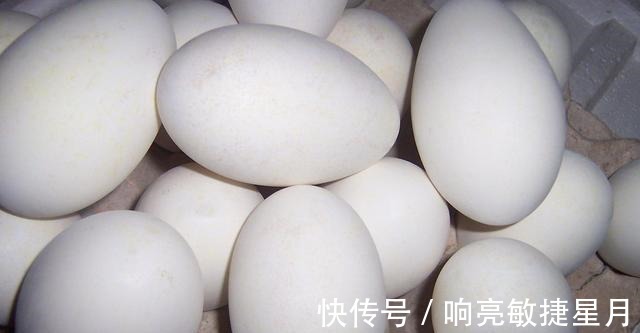 松花蛋|鹅蛋、鸡蛋、鸭蛋、鹌鹑蛋，哪一种蛋类更有营养三种蛋尽量远离！