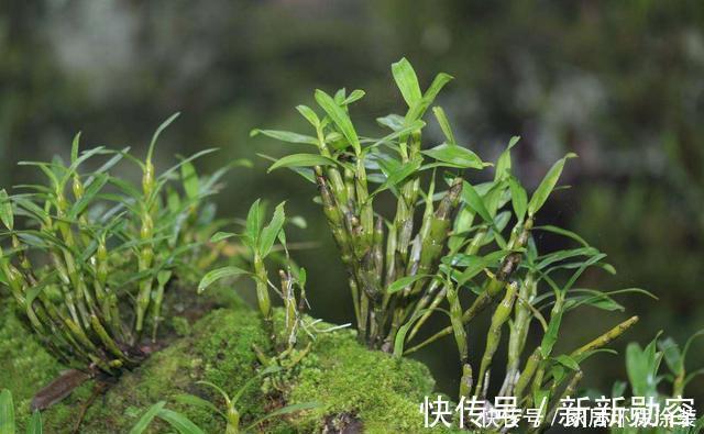 家里有条件养这3种花,开花漂亮价值高,一克就能几百元