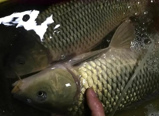 冬钓鲫鱼不上口怎么办?这“3条”缺一不可,少一条空军!