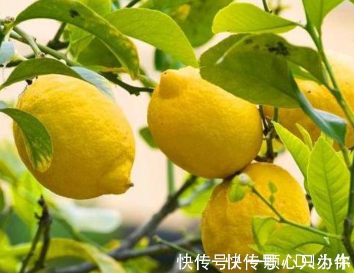 盆栽|4种“杀菌花”,冬天养几盆,清香漂亮,空气清新,家里人少生病