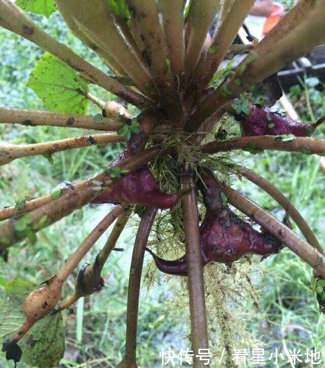 水下|长在水下的“花生”,皮脆肉美卖4元一斤,有谁认识吗?