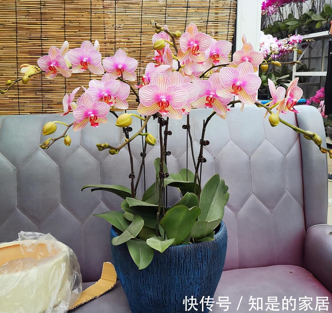 软腐病|5种花美则美矣，就是不好养，没有四五年的养花经验，越养越闹心