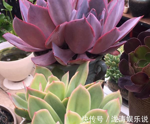 养护|在家养多肉,学好这些技巧,花盆都长满!