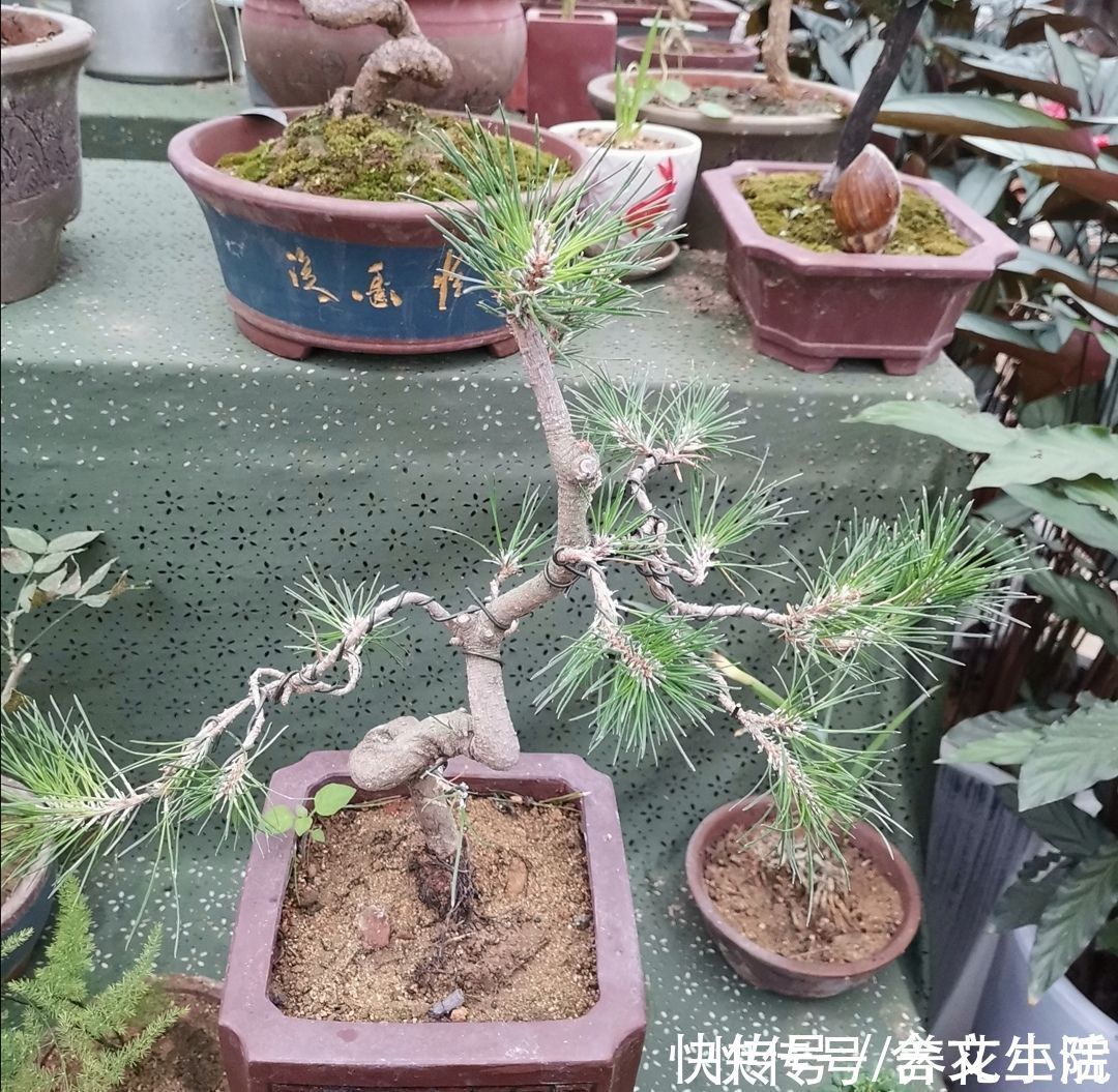 苍劲|盆景不用买,5种常见的树,做成盆景漂亮又美观