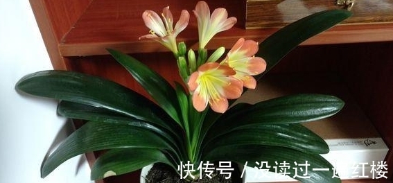 花友|图寓意好盆栽君子兰，想赏花就别忽略这4点“小要求”