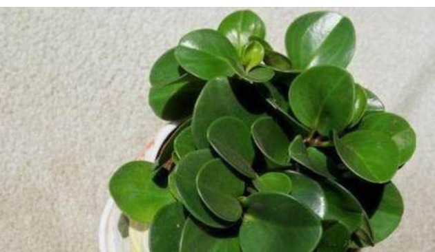 比绿萝还高端大气好养的植物,它就是—碧玉,新手轻松养爆盆!