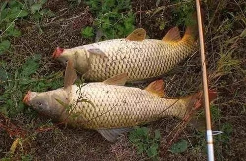 钓鲤鱼不要靠碰运气了,摸透它的钓法比什么都重要!