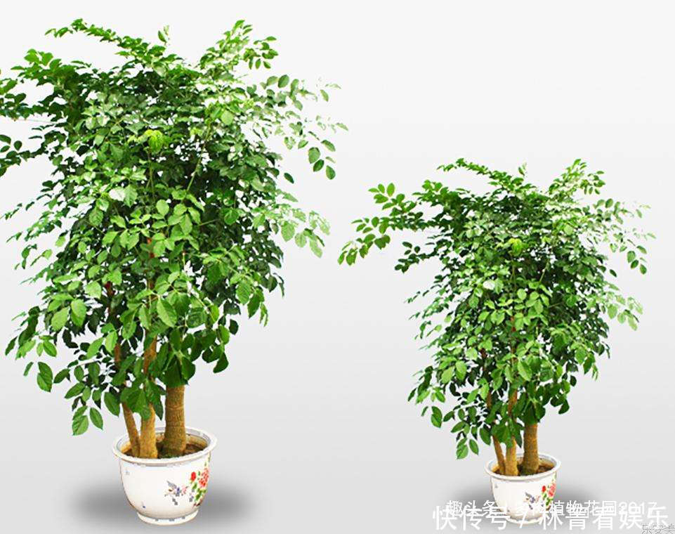 叶子|幸福树容易掉叶子,问题出在这三个地方