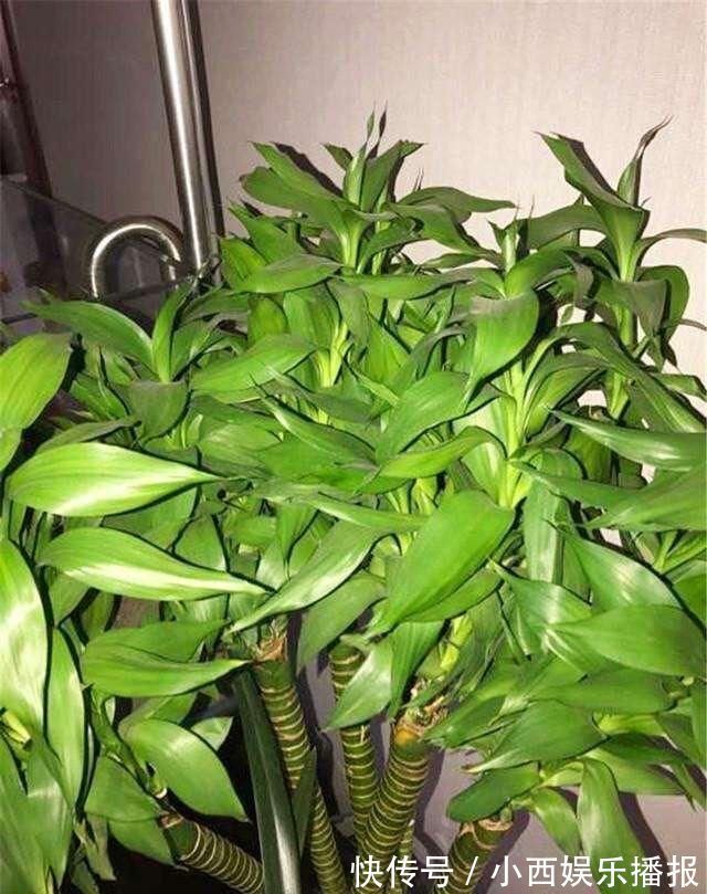 植物|卧室养7种“植物”,放一盆,空气好,睡眠好,好养漂亮长爆盆