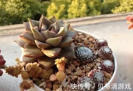 普货|水和光多少是适量，50种常见多肉植物度夏攻略